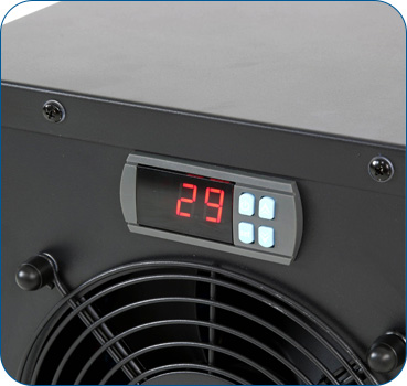 ������ ���